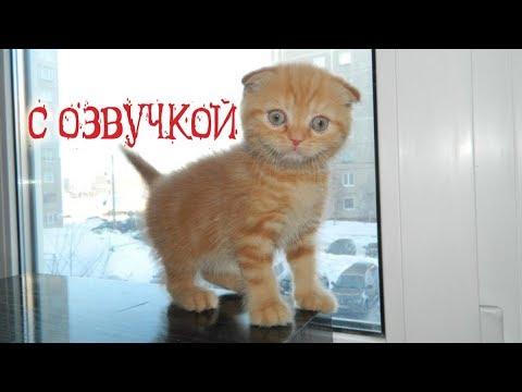 Приколы с котами с ОЗВУЧКОЙ ДО СЛЁЗ – Смешные КОТЫ 2018 – ПОПРОБУЙ НЕ СМЕЯТЬСЯ!