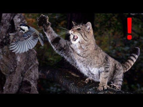 КОТЫ СМЕШНЫЕ КОТЫ И КОШКИ – Приколы с котами и кошками до слез 2018 (Птицы атакуют котов)