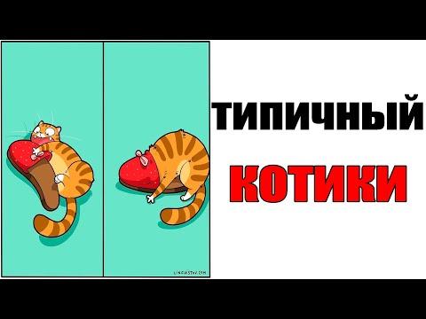Лютые приколы. ТИПИЧНЫЙ КОТИК. Угарные мемы