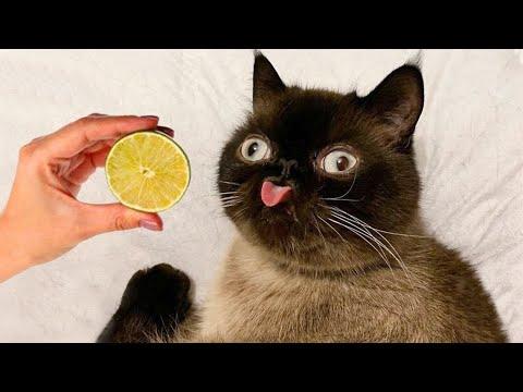 ПРИКОЛЫ С ЖИВОТНЫМИ ДО СЛЕЗ / Смешные КОТЫ 2021 / Приколы с КОТАМИ / Funny ANIMALS video #39