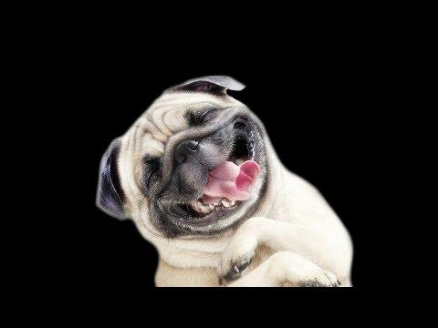 СМЕШНЫЕ ЖИВОТНЫЕ, КОШКИ И СОБАКИ. САМОЕ СМЕШНОЕ ВИДЕО. ПРИКОЛЫ С ЖИВОТНЫМИ. РЖАКИ С ЖИВОТНЫМИ