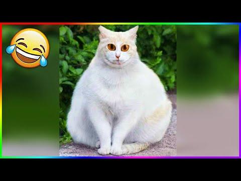 СМЕШНЫЕ ЖИВОТНЫЕ 2020 / ПРИКОЛЫ КОТЫ СОБАКИ, ЛУЧШИЕ ПРИКОЛЫ с Кошками и Собаками Funny Cats