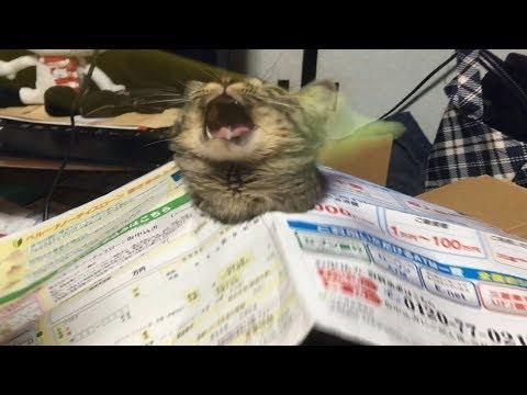 ПРИКОЛЫ С ЖИВОТНЫМИ. ТЕСТ НА ПСИХИКУ, ПОПРОБУЙ НЕ ЗАСМЕЯТЬСЯ. ЛУЧШИЕ ПРИКОЛЫ 2018