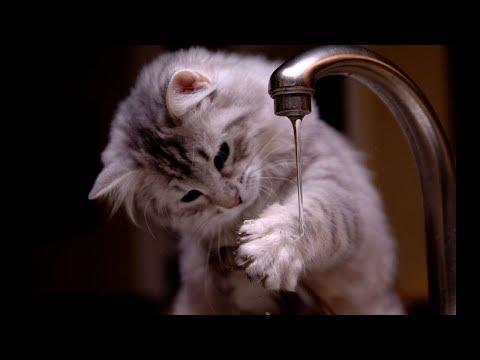 Смешные Коты и Котята - 