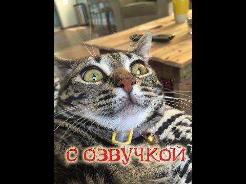 Приколы с котами – Смешная озвучка животных – ТЕСТ НА ПСИХИКУ - PSO