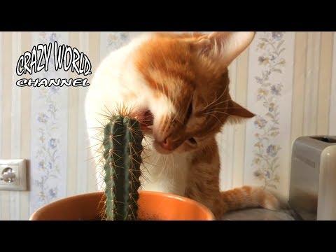 СМЕШНЫЕ КОТЫ И КОШКИ 2017 ПРИКОЛЫ С КОТАМИ И КОШКАМИ 2017 FUNNY CATS Compilation 2017 #46