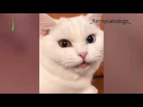СМЕШНЫЕ  ВИДЕО           СМЕШНЫЕ КОТЫ             ЛУЧШИЕ ПРИКОЛЫ 2021!