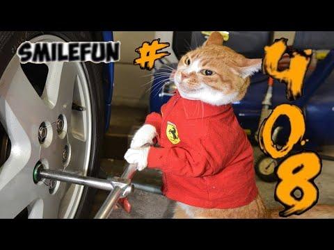 КОШКИ 2021 ПРИКОЛЫ С КОТАМИ И КОШКАМИ Cмешные КОТЫ Funny Cats
