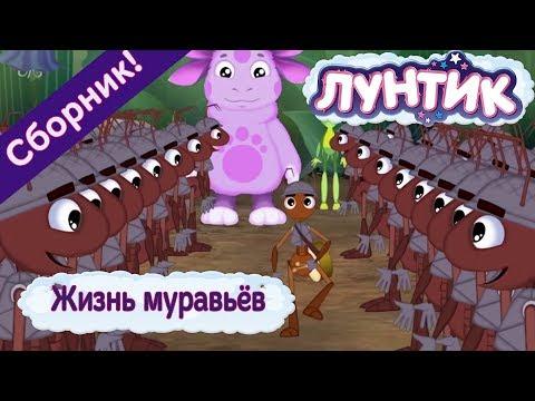 Жизнь муравьёв 