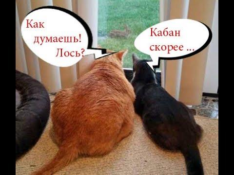 Приколы с котами и смешная ОЗВУЧКА – Смешные КОТЫ и КОШКИ 2018 от PSO