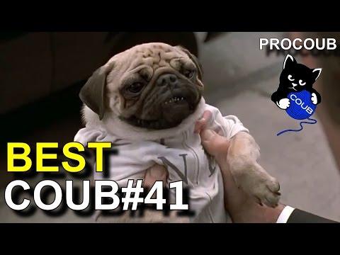 Лучшие приколы COUB #41 - BEST COUB март 2017