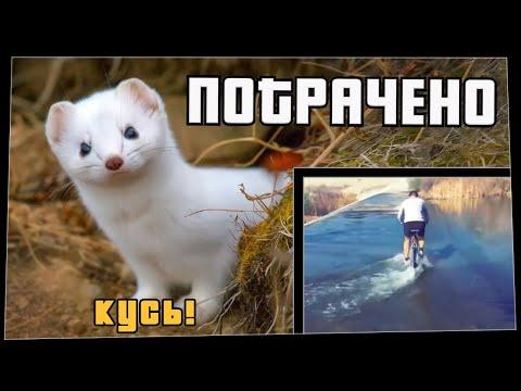 ПОТРАЧЕНО. Кусь! Лучшие приколы 2020, смешные видео и фейлы