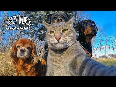 СМЕШНЫЕ КОТЫ И КОШКИ 2017 ПРИКОЛЫ С КОТАМИ И КОШКАМИ 2017 FUNNY CATS Compilation 2017 #45