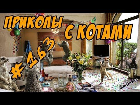 Приколы с Котами и Кошками -  Смешные Коты 2018