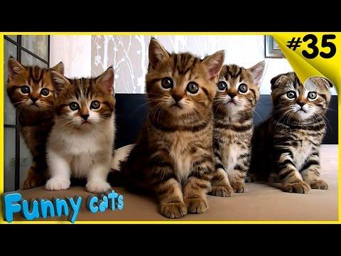 Котята Смешные коты и кошки Приколы с котами и кошками