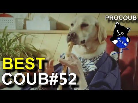Лучшие приколы COUB #52 - BEST COUB апрель 2017