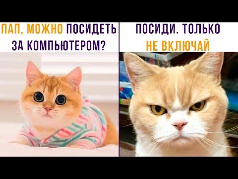БАТЯ ПЕРЕИГРАЛ И УНИЧТОЖИЛ))) Приколы с котами | Мемозг 785
