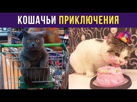 Приколы с котами. Кошачьи приключения | Мемозг #38