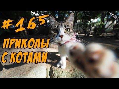 10 МИНУТ Приколы с Котами 2018 - Смешные коты и кошки - Funny Cats