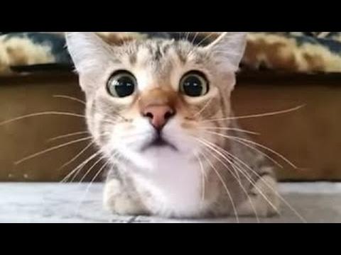 ТЕСТ НА ПСИХИКУ   ЛУЧШИЕ ПРИКОЛЫ 2017 ПОПРОБУЙ НЕ ЗАСМЕЯТЬСЯ!