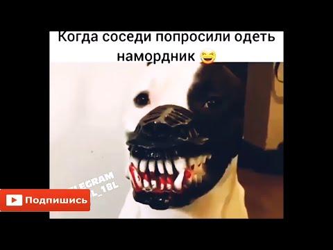 Лучшие Приколы 2020 Июль №21 Ржач до слез угар приколы