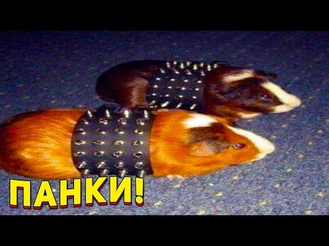 ЗАСМЕЯЛСЯ - ПОДПИСАЛСЯ!! ЛУЧШИЕ ПРИКОЛЫ 2021 ТЕСТ НА ПСИХИКУ УГАР! #418