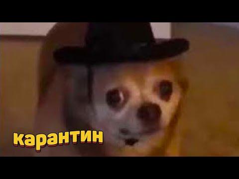 ЗАСМЕЯЛСЯ - ПОДПИСАЛСЯ!! ЛУЧШИЕ ПРИКОЛЫ 2020 ТЕСТ НА ПСИХИКУ УГАР! #158