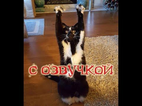 Приколы с котами – Смешная озвучка животных – РЖАКА ДО СЛЁЗ - PSO