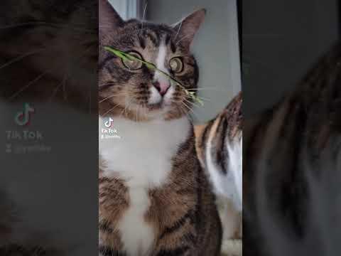 СМЕШНЫЕ КОШКИ / ЛУЧШИЕ ПРИКОЛЫ С КОТАМИ / Поймали крысу гигант