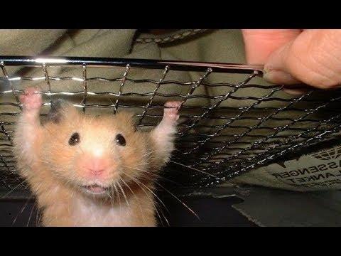 СМЕШНЫЕ ХОМЯКИ ПРИКОЛЫ ПРО ХОМЯКОВ  - Смешное видео для детей и взрослых 2018