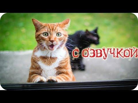 Приколы с котами и смешная ОЗВУЧКА животных – приколы 2018 лучшие до слез от PSO