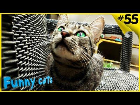 СМЕШНЫЕ КОТЫ ПРИКОЛЫ С КОТАМИ Funny Cat Videos Ever