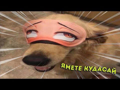 ЗАСМЕЯЛСЯ - ПОДПИСАЛСЯ I ПОПРОБУЙ НЕ ЗАСМЕЯТЬСЯ | ЛУЧШИЕ ПРИКОЛЫ 2021 СЕНТЯБРЬ I COUB УГАР