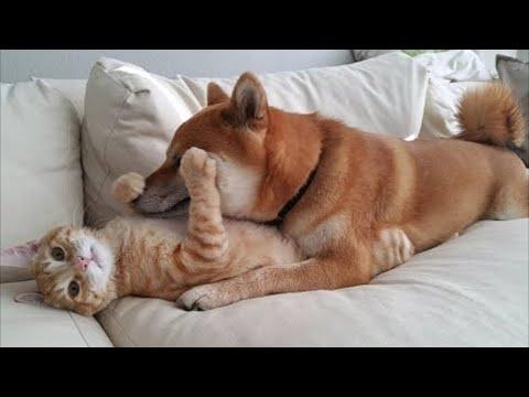 КОТЫ 2021 СМЕШНЫЕ КОШКИ И КОТЫ 2021 ПРИКОЛЫ С СОБАКАМИ И КОШКАМИ Funny Cats