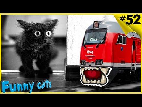 Веселые коты Приколы с котами на железной дороге