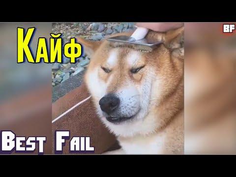 ЛУЧШИЕ ПРИКОЛЫ ИЮНЬ 2017 | Лучшая Подборка Приколов #48