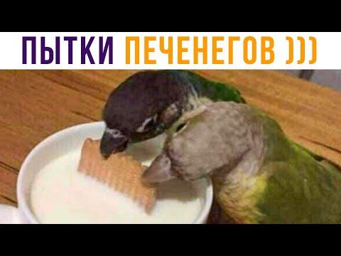 Приколы с попугаями. ПЫТКИ ПЕЧЕНЕГОВ, 1036 ГОД))) | Мемозг #457