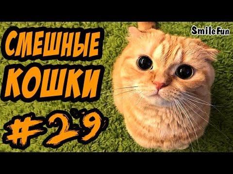 Приколы с Котами ДО СЛЁЗ Очень Смешные Кошки 2017