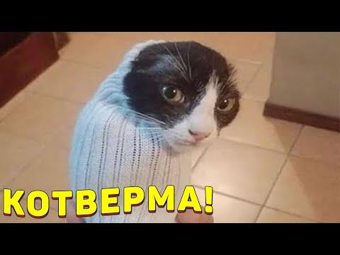 ЗАСМЕЯЛСЯ - ПОДПИСАЛСЯ!! ЛУЧШИЕ ПРИКОЛЫ 2021ТЕСТ НА ПСИХИКУ УГАР! #329