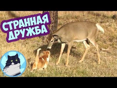 СТРАННАЯ ДРУЖБА 