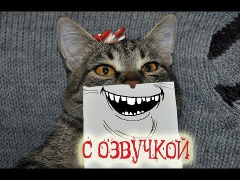 Приколы с котами и смешная озвучка животных – УГАРные коты и кошки от PSO