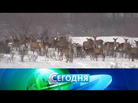 "Сегодня". 28 января 2018 года. 10:00