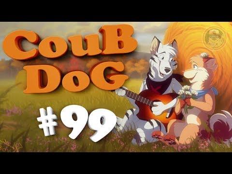 BEST COUB DOG #99 | лучшие приколы за Август 2018 / mycoubs / аниме / mega coub / моменты / funny