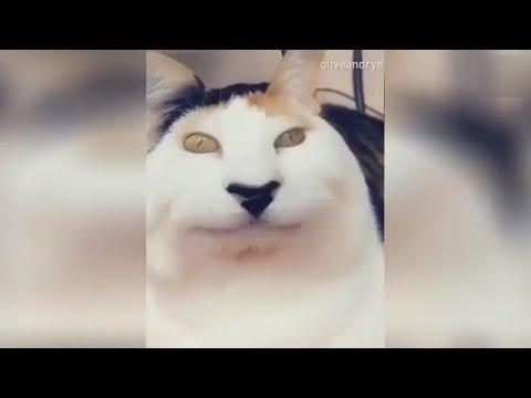 ТЕСТ НА ПСИХИКУ 2018 ПОПРОБУЙ НЕ ЗАСМЕЯТЬСЯ! ЛУЧШИЕ ПРИКОЛЫ 2018
