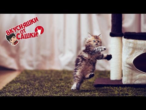 Приколы с котами / Подборка приколов с котиками / Приколы COUB / # Выпуск 132
