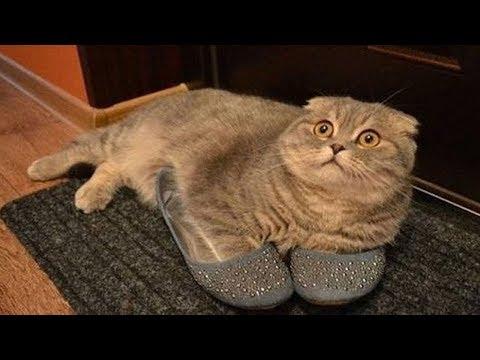 СМЕШНЫЕ ПРИКОЛЫ С ЖИВОТНЫМИ, ТЕСТ НА ПСИХИКУ, ПОПРОБУЙ НЕ ЗАСМЕЯТЬСЯ. ЛУЧШИЕ ПРИКОЛЫ 2018