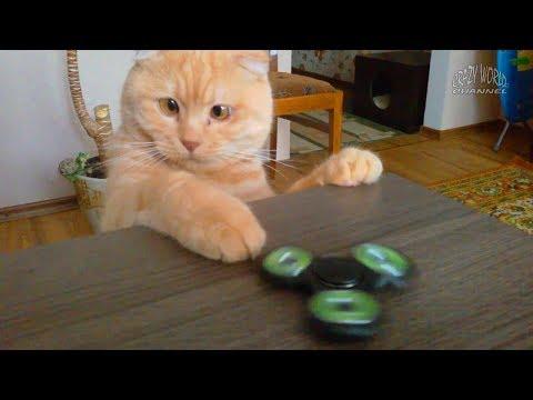 СМЕШНЫЕ КОТЫ И КОШКИ 2017 ПРИКОЛЫ С КОТАМИ И КОШКАМИ 2017 КОТЫ КРУТЯТ СПИННЕР #69