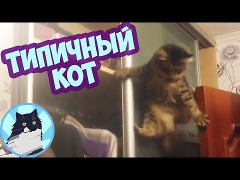 ТИПИЧНЫЙ КОТ 