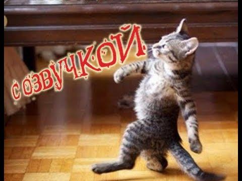 Приколы с котами – Смешная озвучка животных – Кот Мурзик и Самое смешное видео в мире - PSO