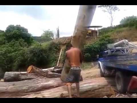 МУЖИК ПОДНЯЛ ГИГАНТСКОЕ ДЕРЕВО!!! ПРИКОЛ!